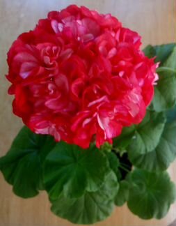 Пеларгонии (герани) Ю Царская Невеста и др