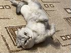 Шотландский вислоухий кот вязка объявление продам
