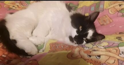 Ласковые котики подростки Бузя и Чаплин 6 месяцев