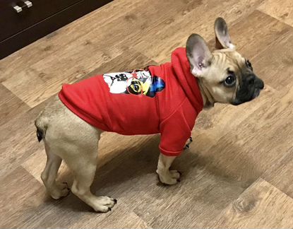 Комбинезон на собаку новый