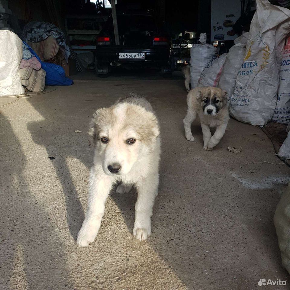 Щенок алабая девочка