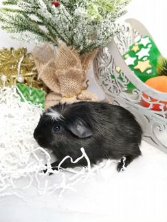 Морские свинки