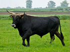Корова тёлка бык
