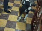 Собака алабай чистокровная возрост пять месяцев пр объявление продам