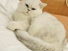 Британский кот вязка объявление продам