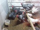 Инкубационные яйца, семьи и молодняк индюков и кур