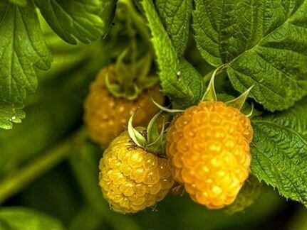 Подвеска Желтая ягода (желтый срез агата)