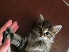 Котята в добрые руки, 4 котёнка объявление продам