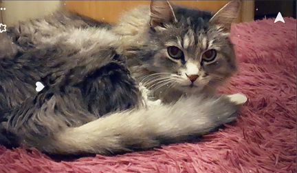 Кошка