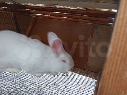 Кролики редкой породы Белый паннон Продуктивные