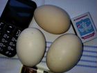 Инкубационное яйцо юрловские куры