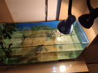 Красноухая черепаха Федор с аквариумом объявление продам