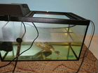 Черепаха и аквариум