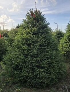 Пихта Фразера