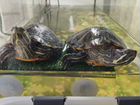 Черепахи красноухие объявление продам