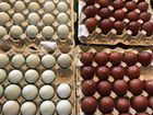 Инкубационное яйцо маран легбар объявление продам