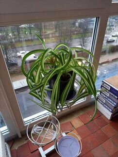 Хлорофитум Бонни