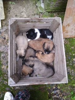 Щенки разные подобрашки