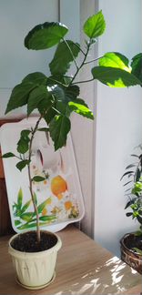 Гибискус махровый красный