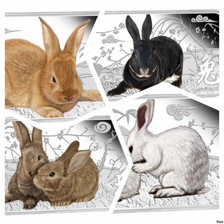 Год кролика (черный, рыжий, серый, белый)