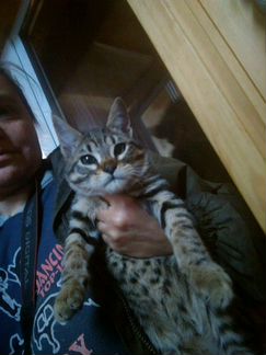 Саванна ф5 котята