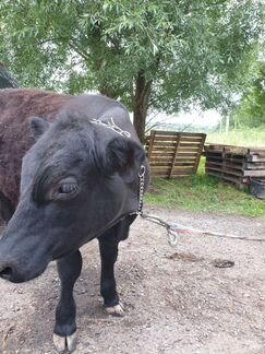 Телятина Блек Ангус