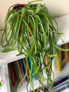 Гилоцереус