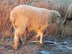Овцы и ярки на племя (Суффолк, восточно-фризская объявление продам