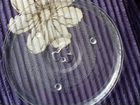 Тарелка от микроволновой свч печи Самсунг