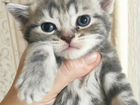 Шотландские мраморные котята объявление продам