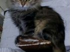 Котята от настоящей сибирячки в добрые руки объявление продам